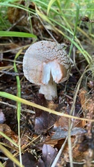 Amanita pantherina