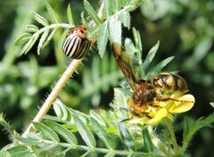 Xanthocampsomeris limosa