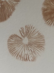 Entoloma conferendum