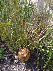 Protea montana