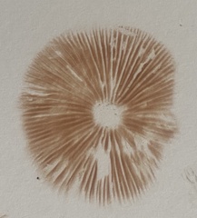 Entoloma conferendum