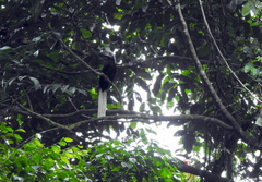 Berenicornis comatus