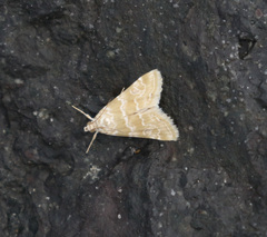 Hellula