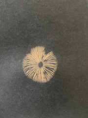 Entoloma conferendum