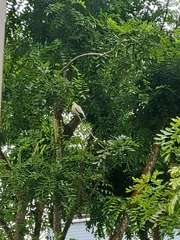 Ducula bicolor