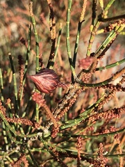 Allocasuarina