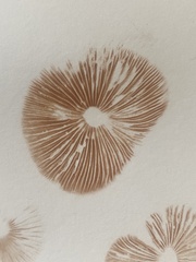 Entoloma conferendum
