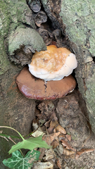Ganoderma