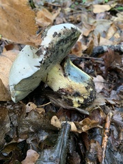 Cyanoboletus pulverulentus