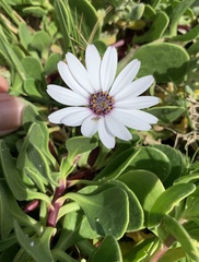 Dimorphotheca fruticosa