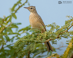 Anthus similis