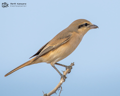 Lanius isabellinus