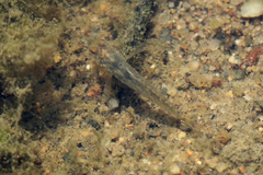 Neogobius melanostomus
