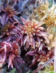 Sphagnum subnitens