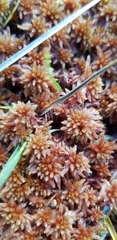 Sphagnum subnitens