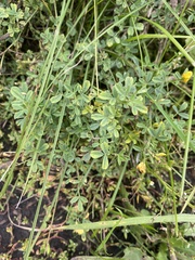 Medicago falcata