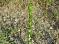 Grindelia ciliata