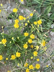 Thymophylla pentachaeta