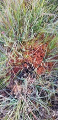 Sphagnum subnitens