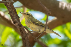 Phylloscopus nitidus