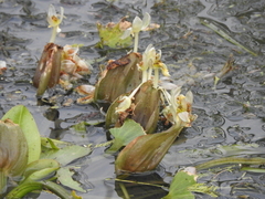 Ottelia exserta