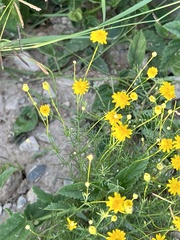Thymophylla pentachaeta