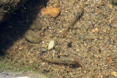 Neogobius melanostomus