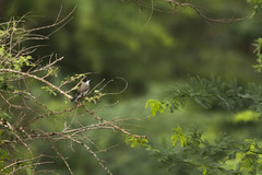 Curruca crassirostris