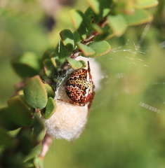 Araneus albotriangulus