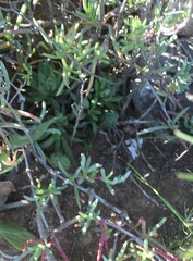 Eriospermum paradoxum