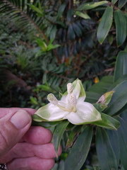 Freycinetia scandens