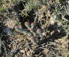 Euphorbia nesemannii