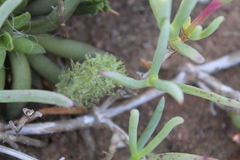 Eriospermum paradoxum