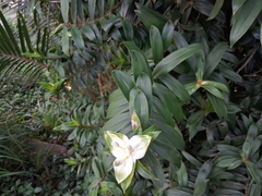 Freycinetia scandens