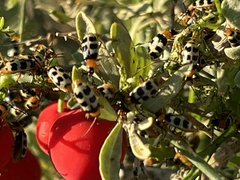 Paranapiacaba tricincta