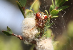 Araneus albotriangulus