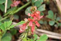 Indigofera hendecaphylla