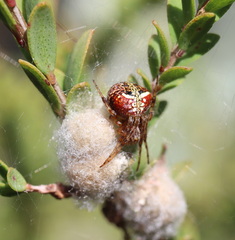 Araneus albotriangulus