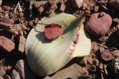 Eriospermum pubescens