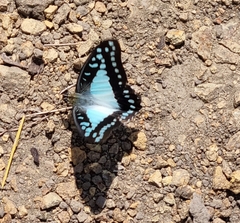 Graphium eurypylus
