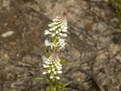 Stackhousia monogyna