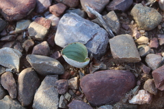 Eriospermum pubescens