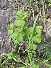 Hypericum tetrapterum
