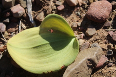 Eriospermum pubescens