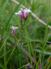 Asperula cynanchica