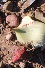 Eriospermum pubescens