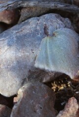 Eriospermum pubescens