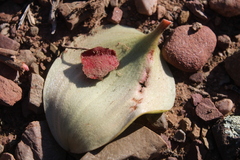 Eriospermum pubescens