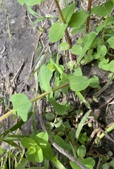 Hypericum tetrapterum