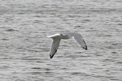 Larus argentatus